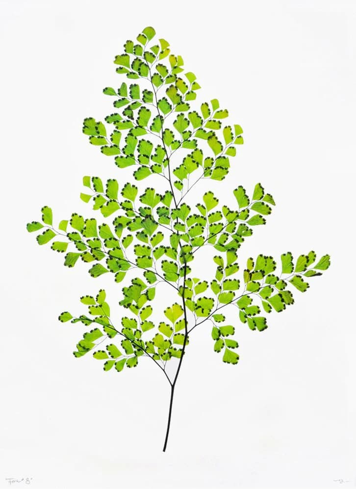 Green Fern #8 Poster Print by Barloga Studios