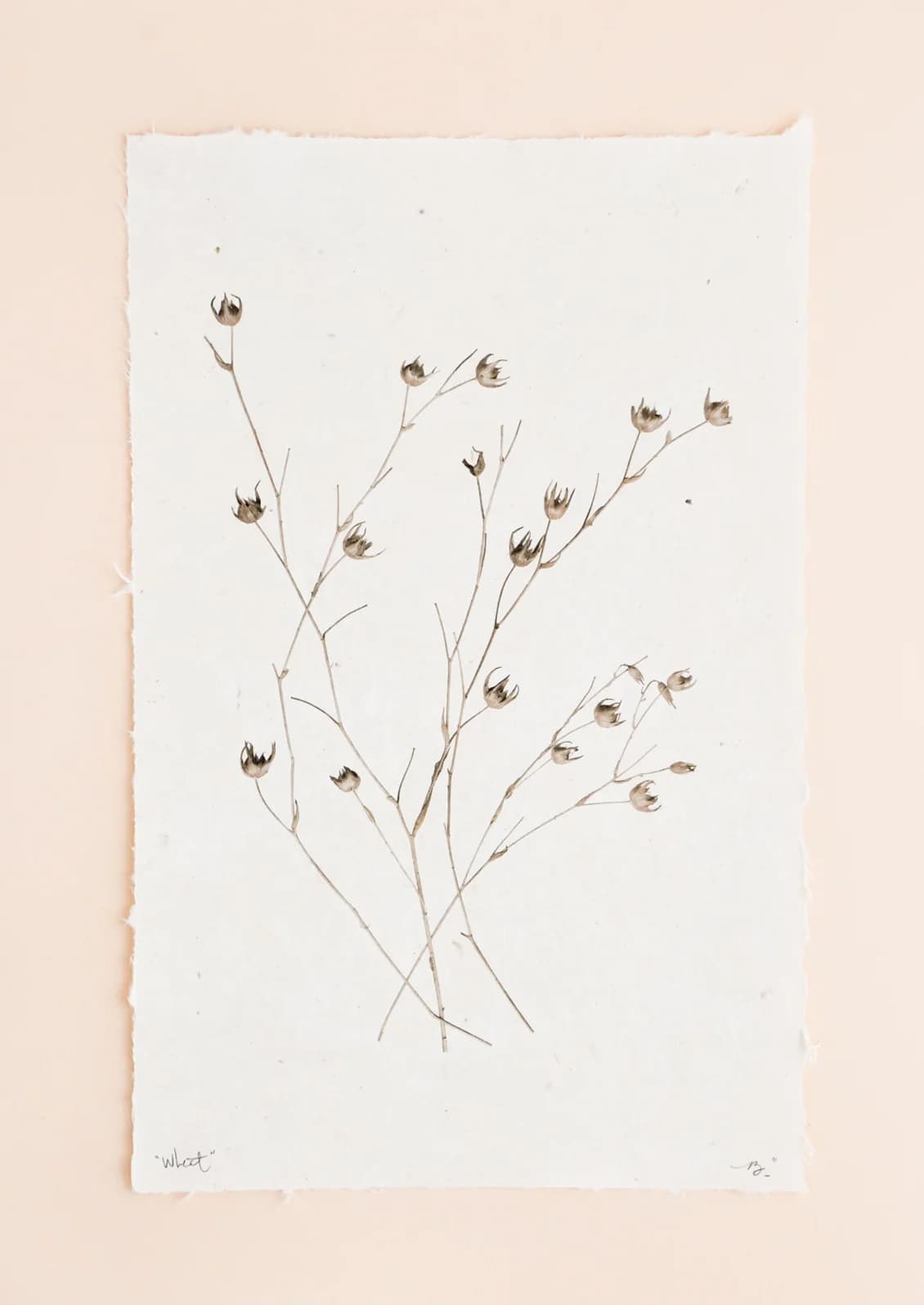 Seedpod Form Sepia Print by Barloga Studios
