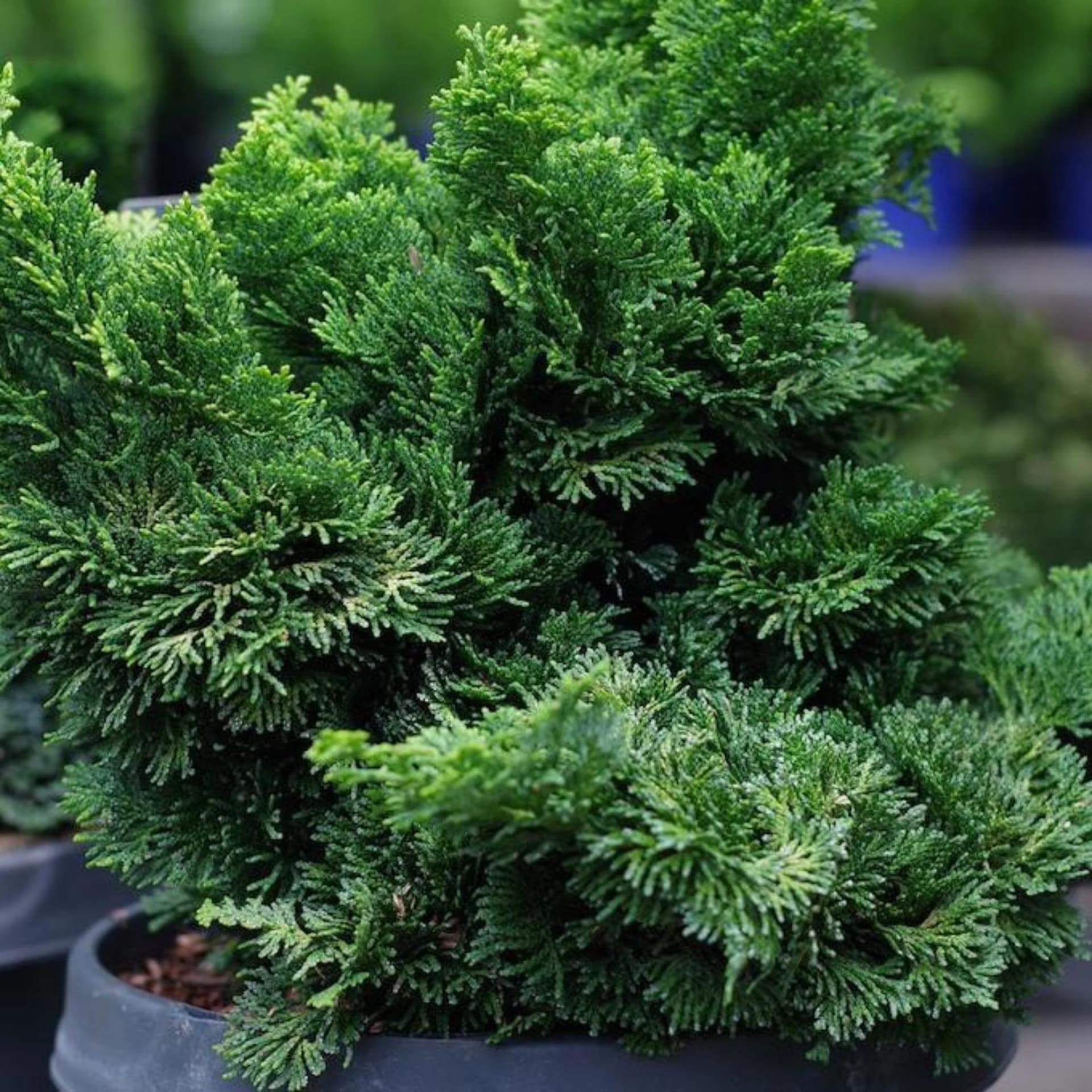Dwarf Hinoki Cypress by Live Good Logistics