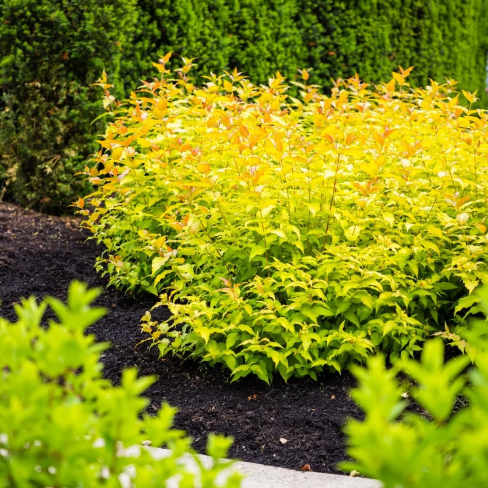 Firefly Honeysuckle Bush by Live Good Logistics