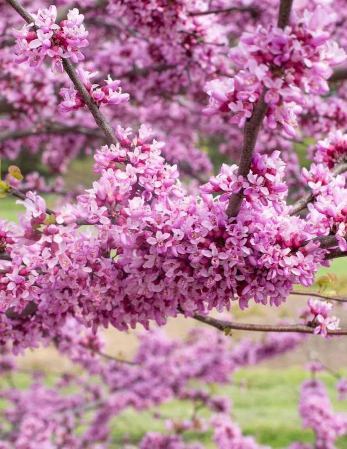 Garden Gems Emerald Redbud by Live Good Logistics