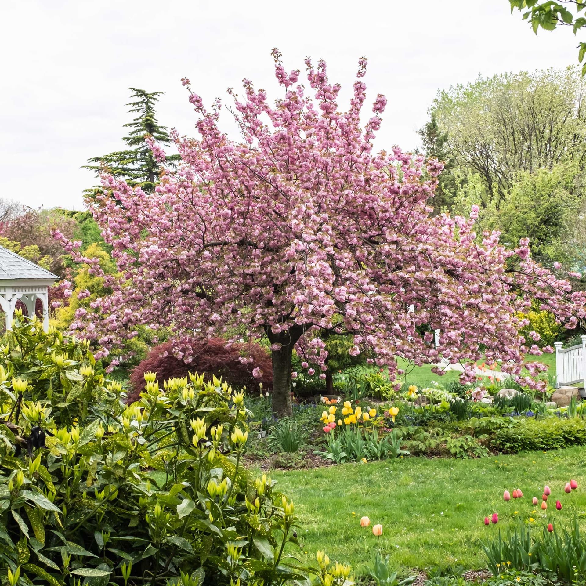 Kwanzan Flowering Cherry Tree by Live Good Logistics