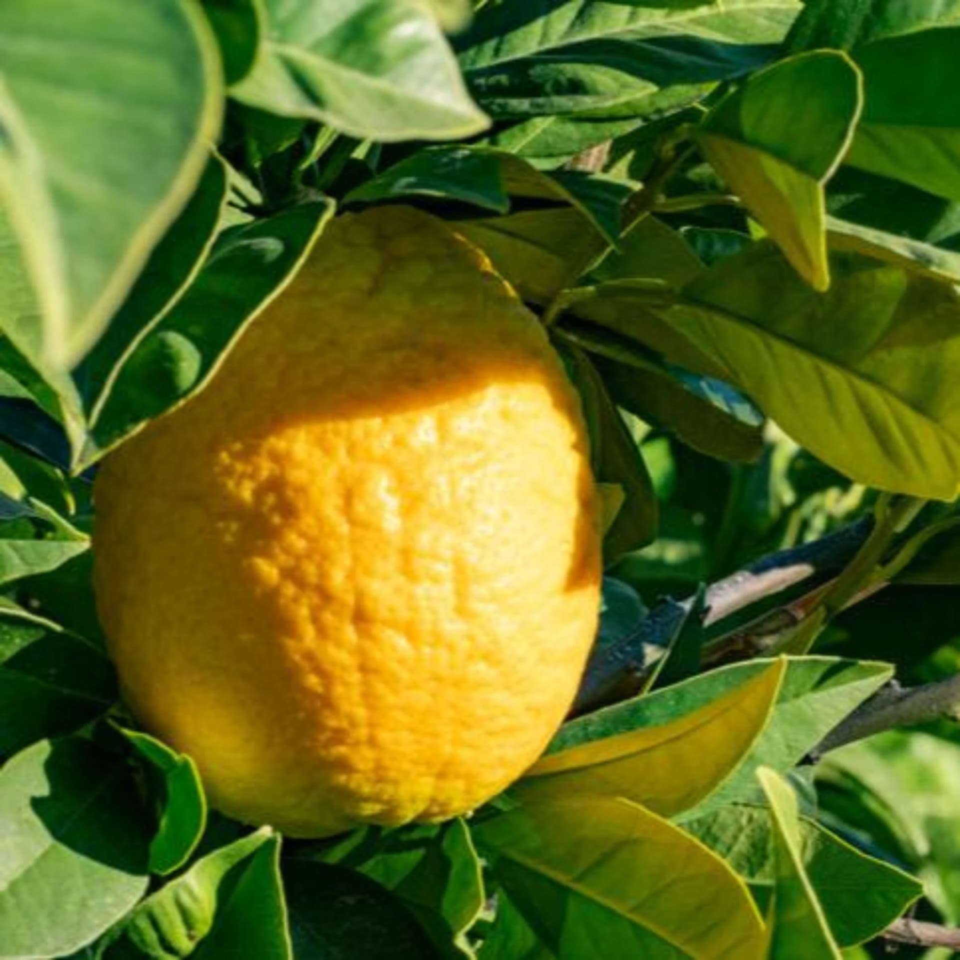 Lisbon Lemon Tree by Live Good Logistics