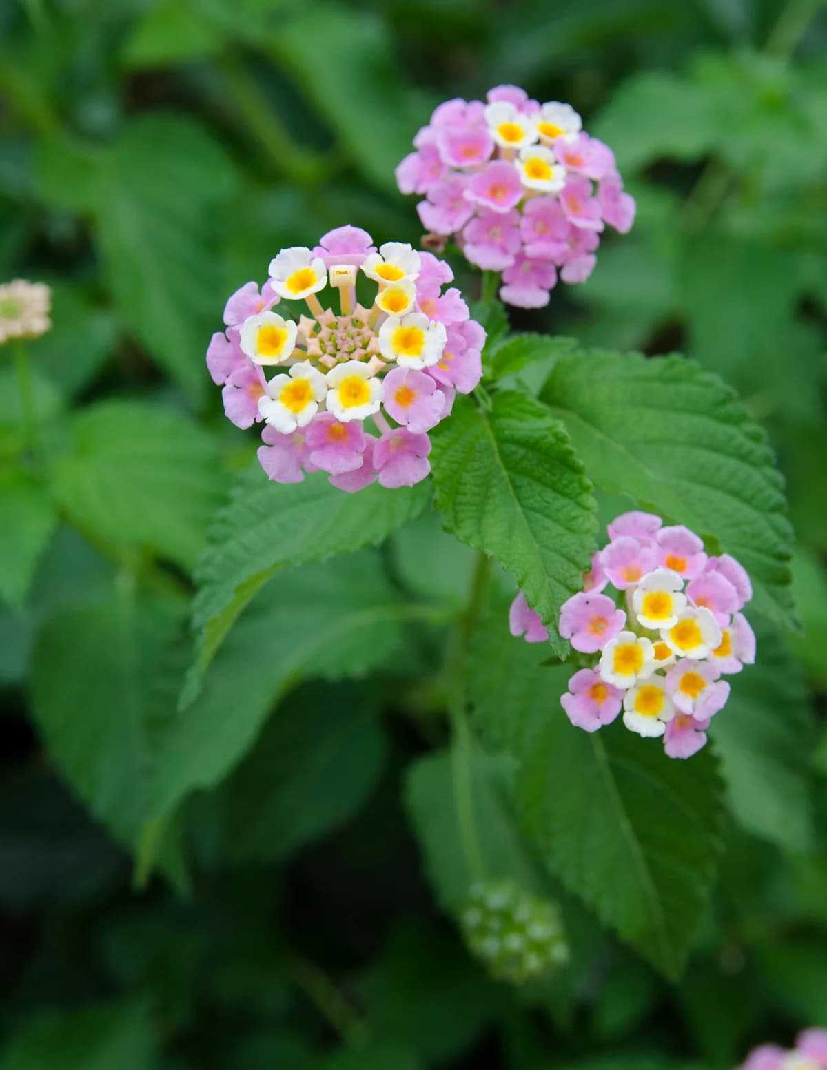 Mary Ann Lantana by Live Good Logistics