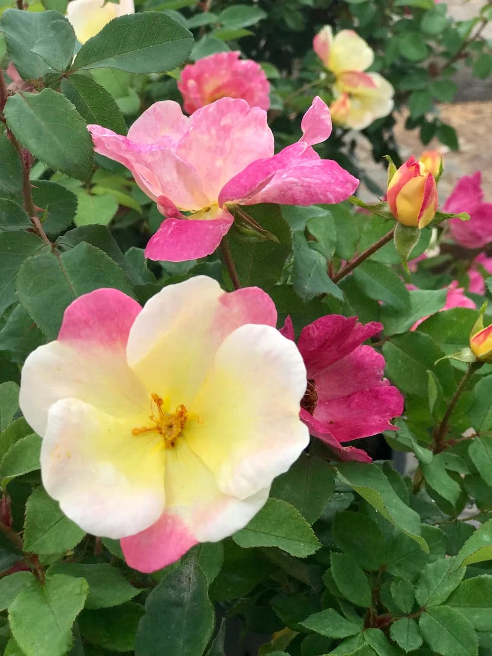 The Champion Sunblush Rose by Live Good Logistics