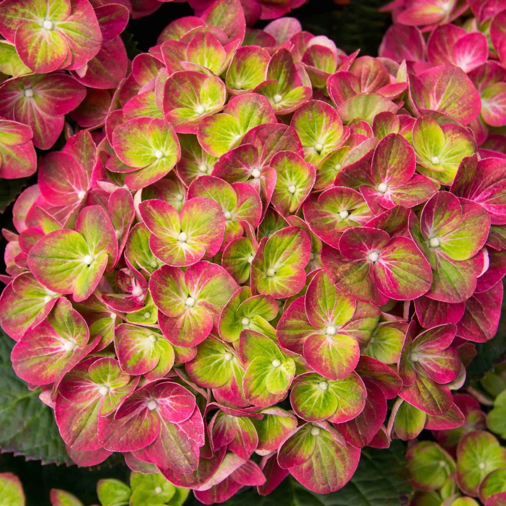 Tilt-a-Swirl® Hydrangea by Live Good Logistics