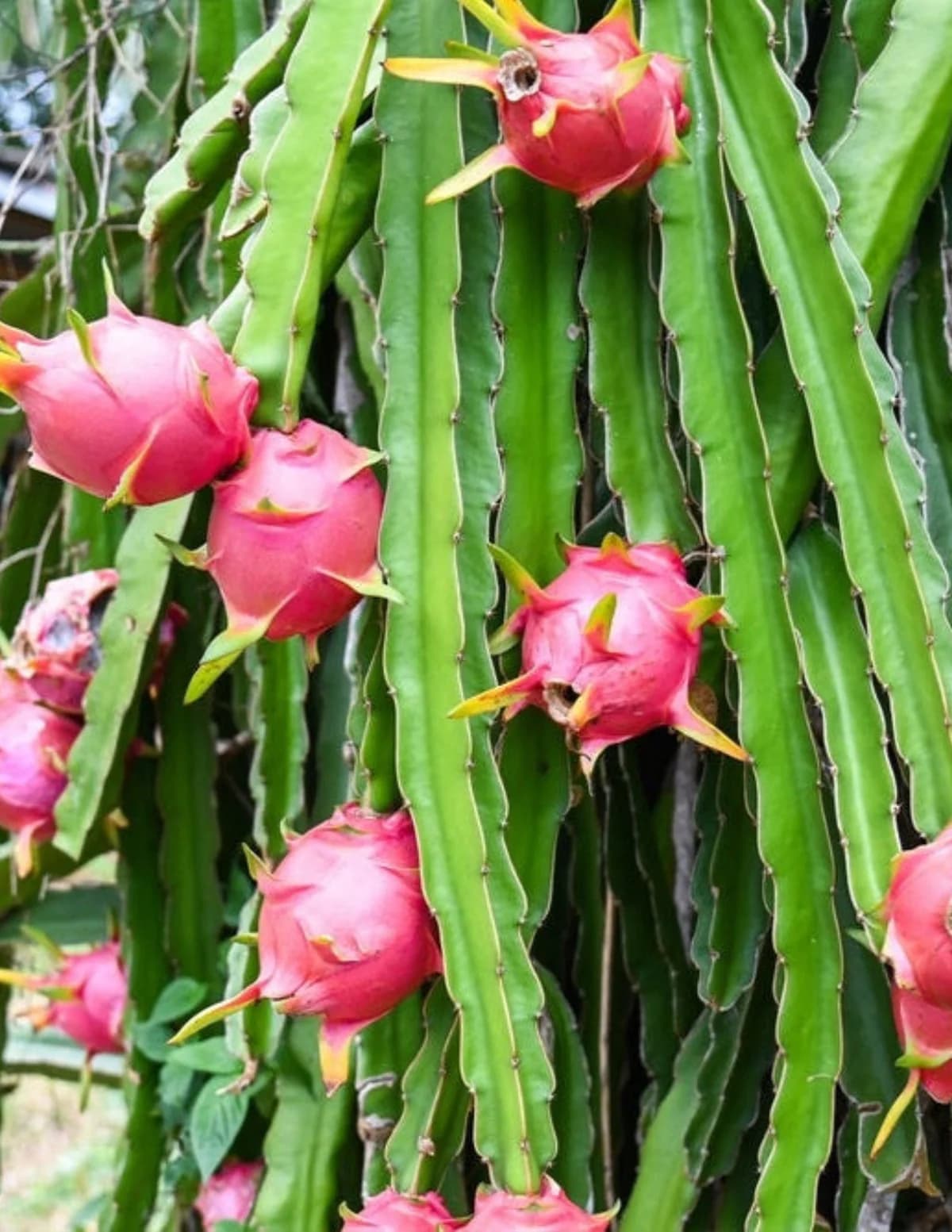 White Dragon Fruit by Live Good Logistics
