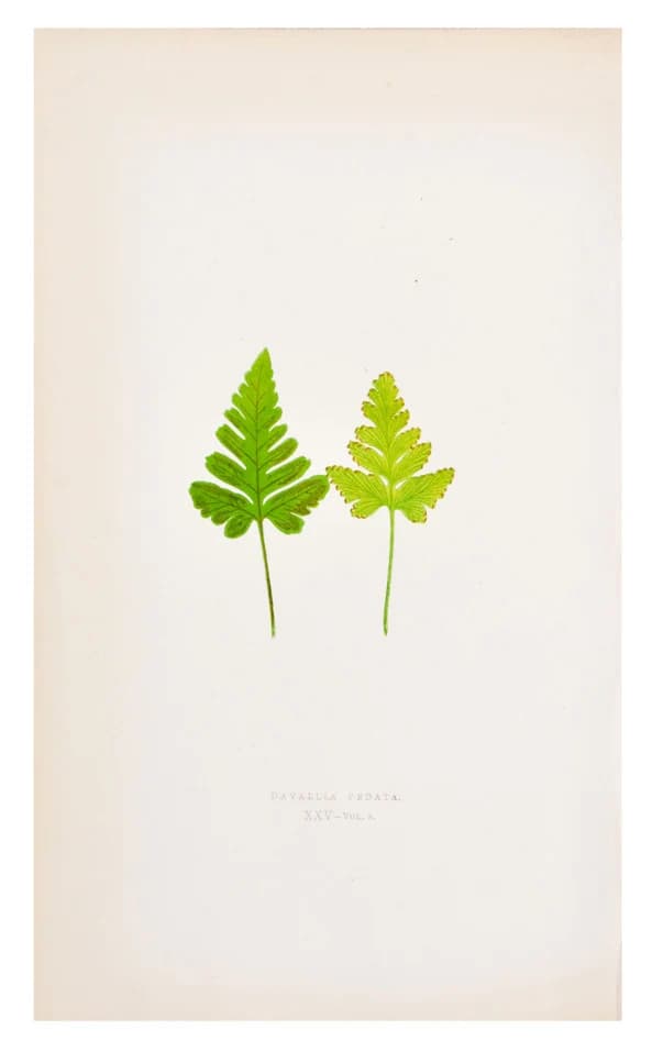 Davallia Pedata Fern Print, c. 1872 by Miscellaneous