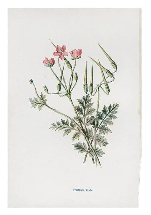 Vintage Flowering Plants Print, Stork's Bill by Miscellaneous