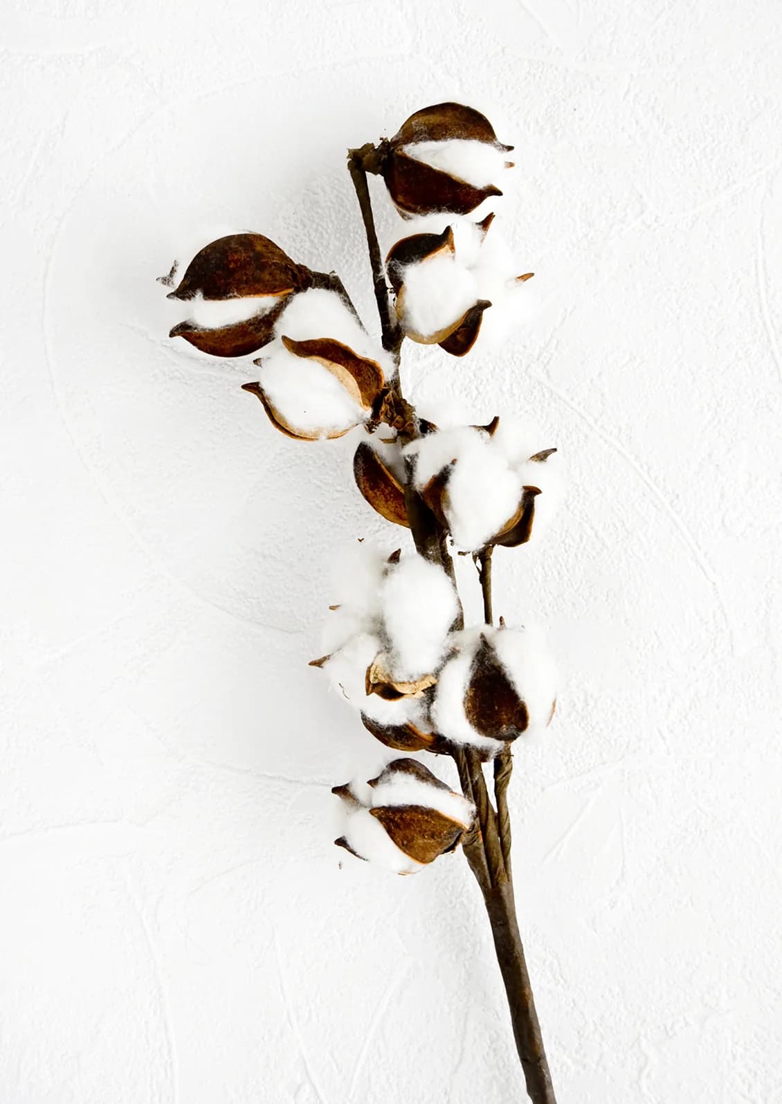 Preserved Cotton Stem by Park Hill