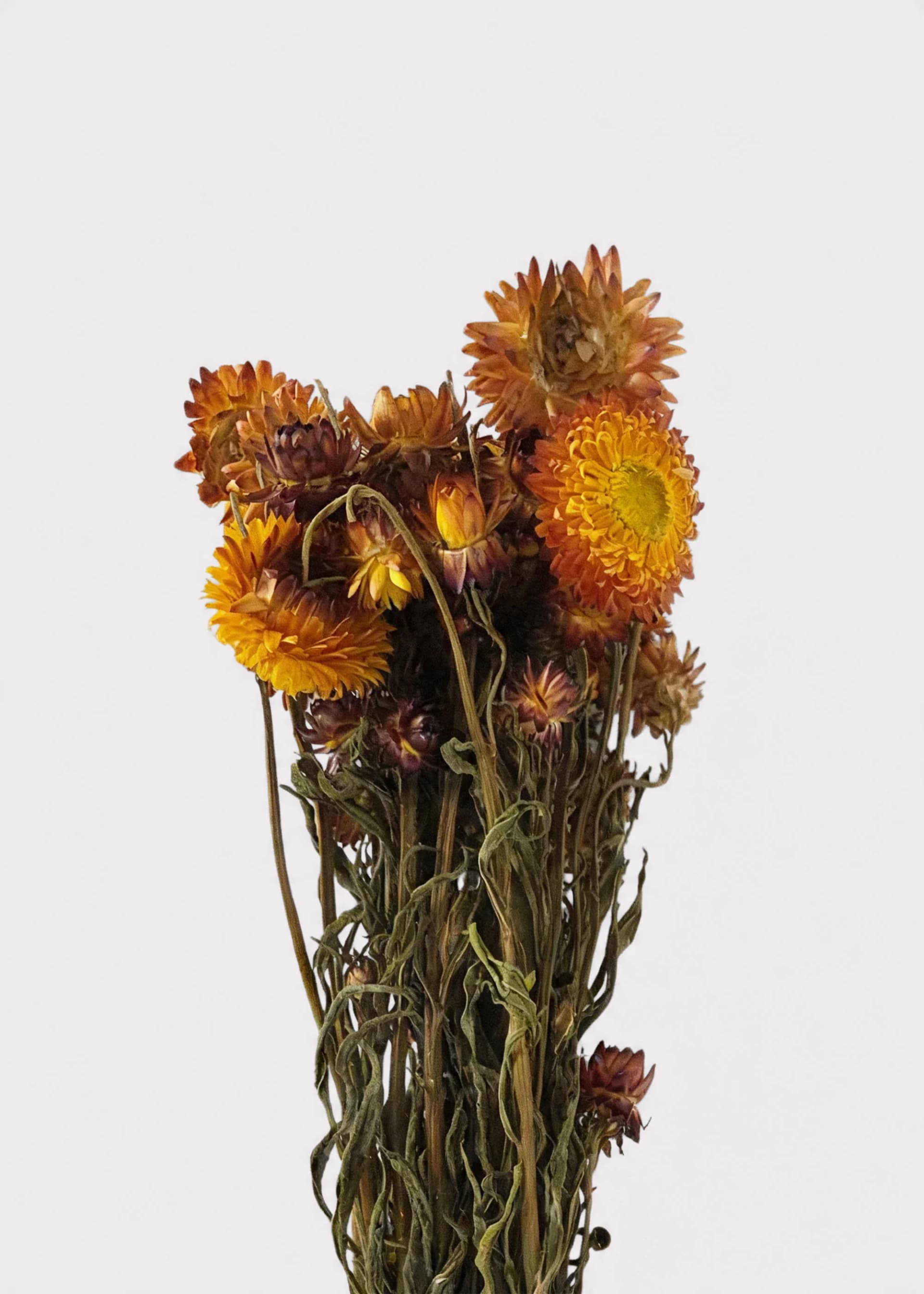 Orange Dried Helichrysum Everlasting Daisy Flower Bunch 16"-22" Tall by Radial