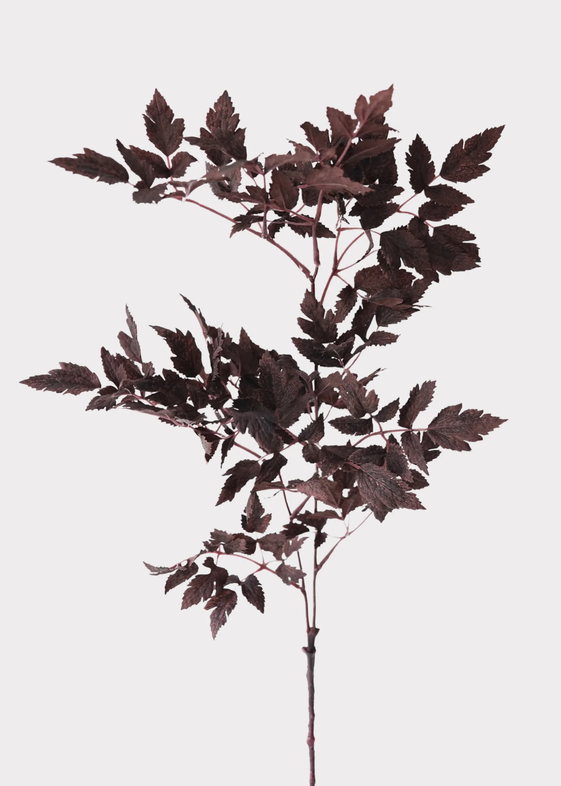 Plum Fake Cimicifuga Ramosa Leaves - 31" by Radial