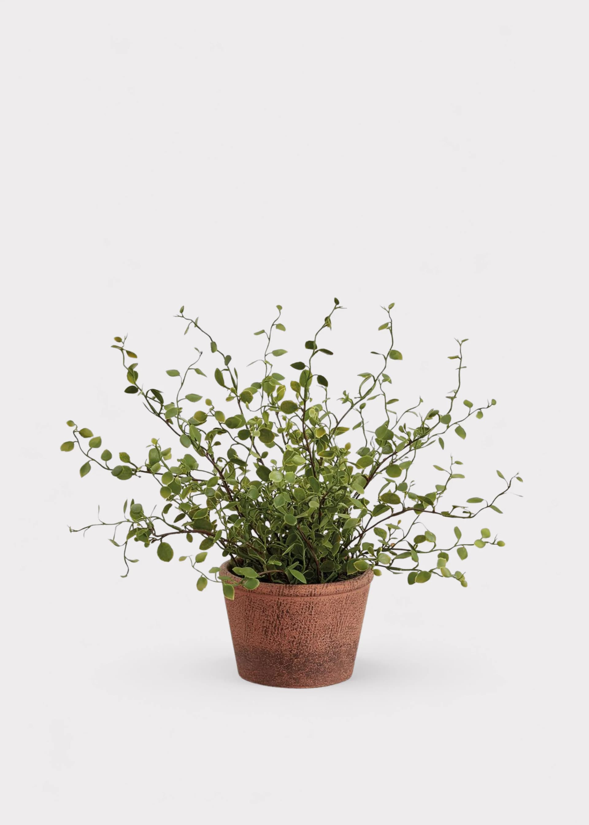 Small Artificial Plant Maidenhair Creeping Vine in Pot - 10.5" by Radial
