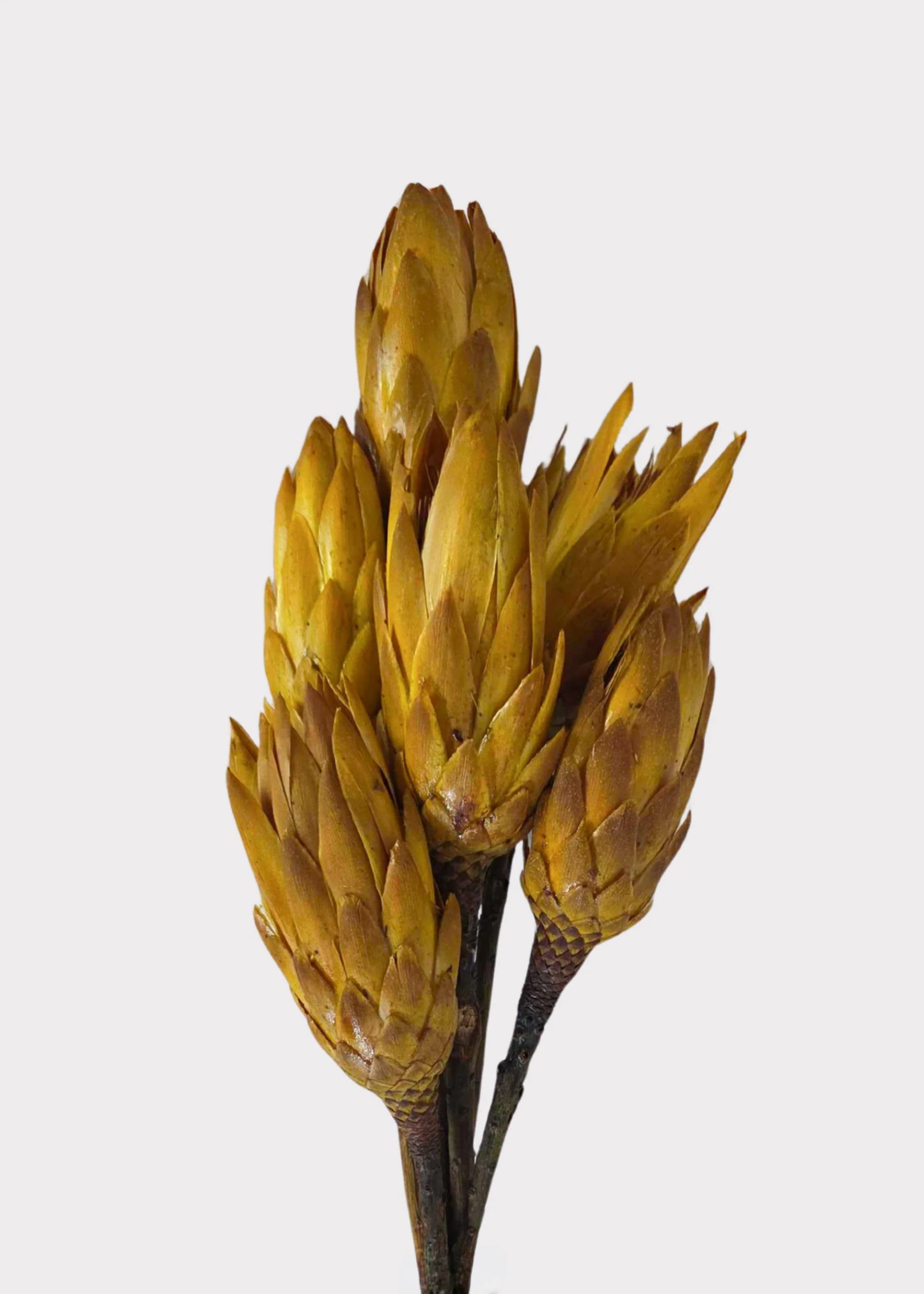 Yellow Dried Protea Repens Flower Bundle of 6 - 7-12" by Radial