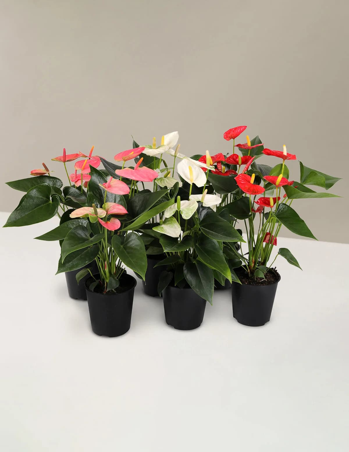Colorful Anthurium Party Pack by The Sill