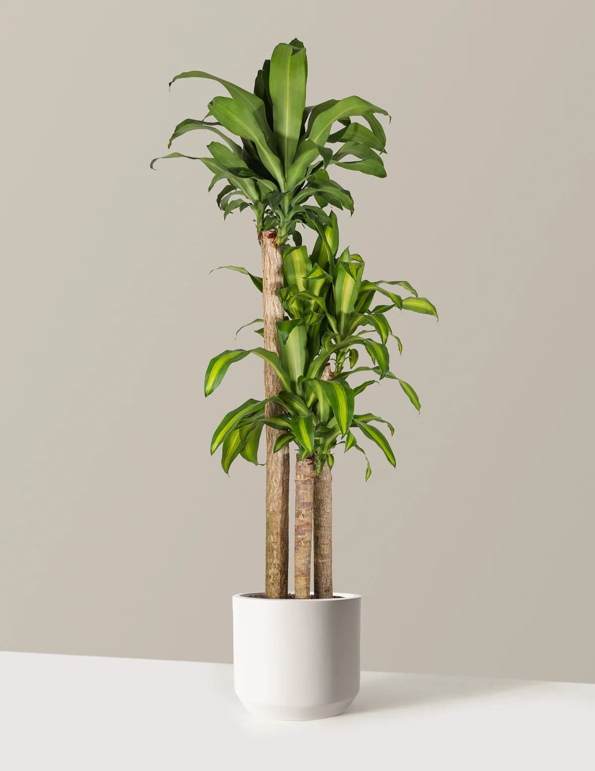 Dracaena Mass Cane by The Sill