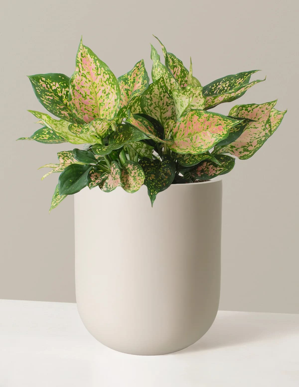 Large Aglaonema Lucky Red by The Sill