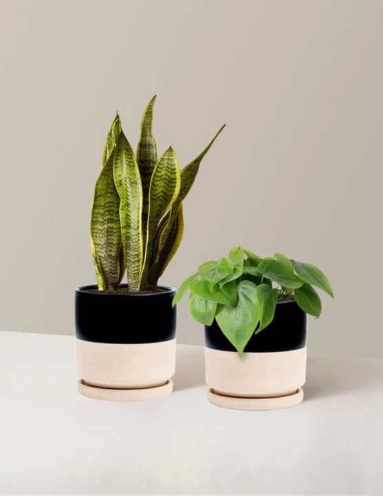 Living Room Duo by The Sill
