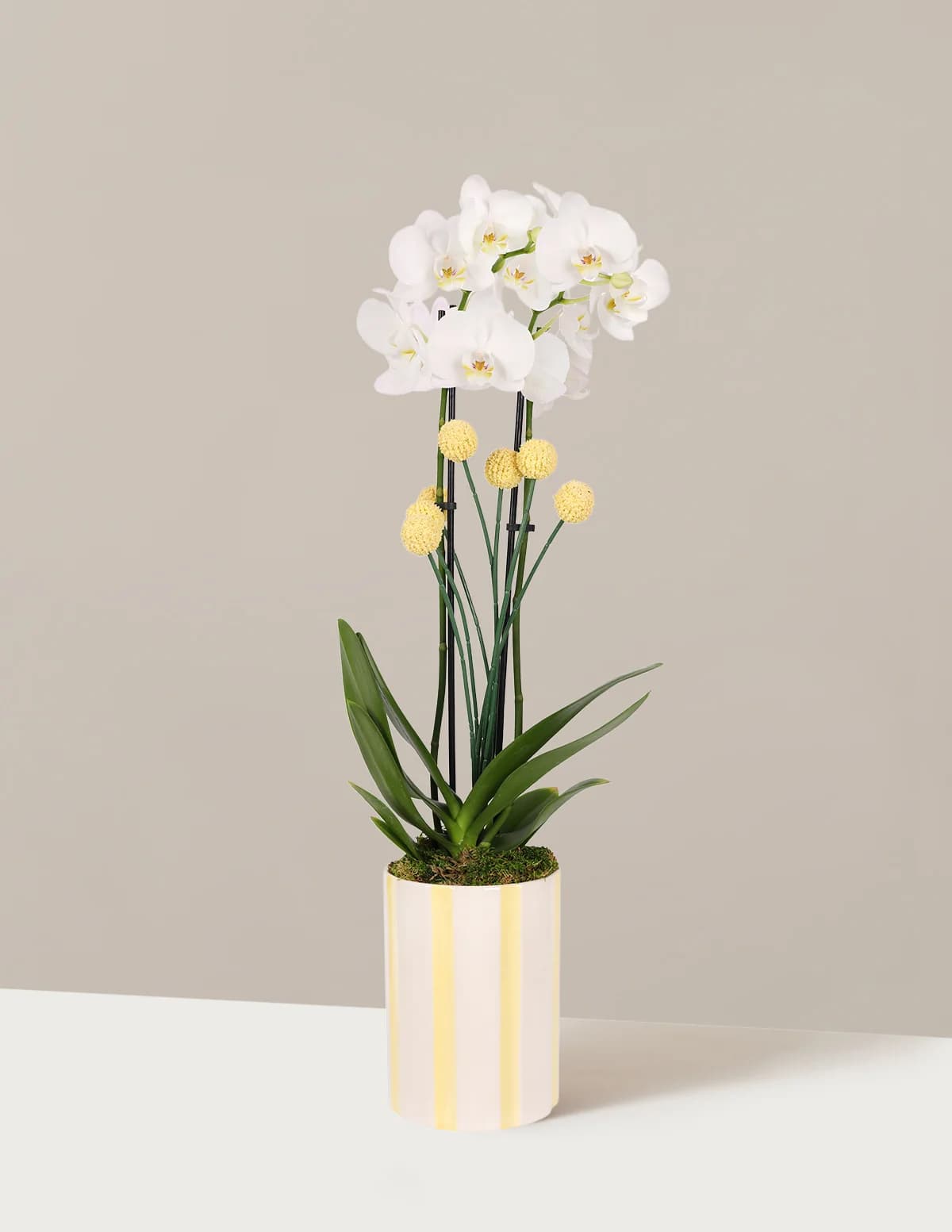 Orchid and Planter Gift Set by The Sill