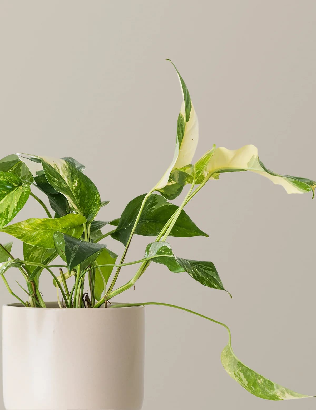 Pothos Albo by The Sill