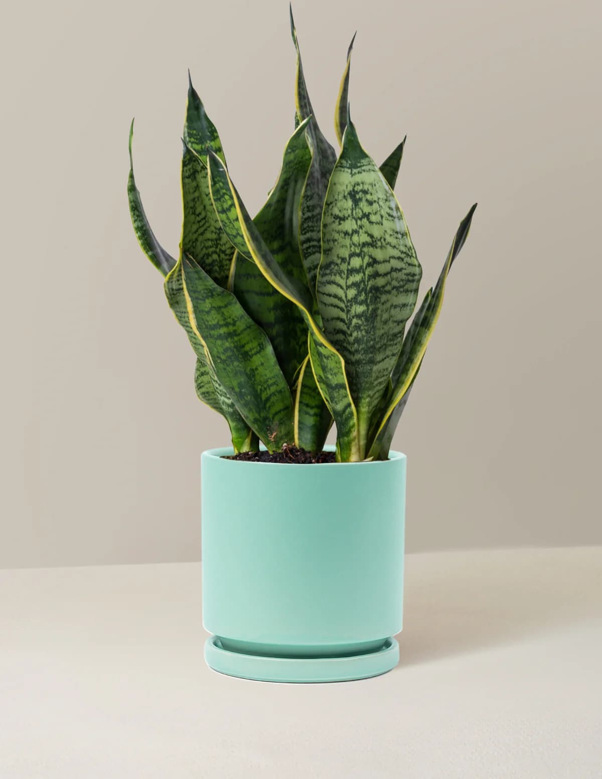 Snake Plant Futura Superba by The Sill