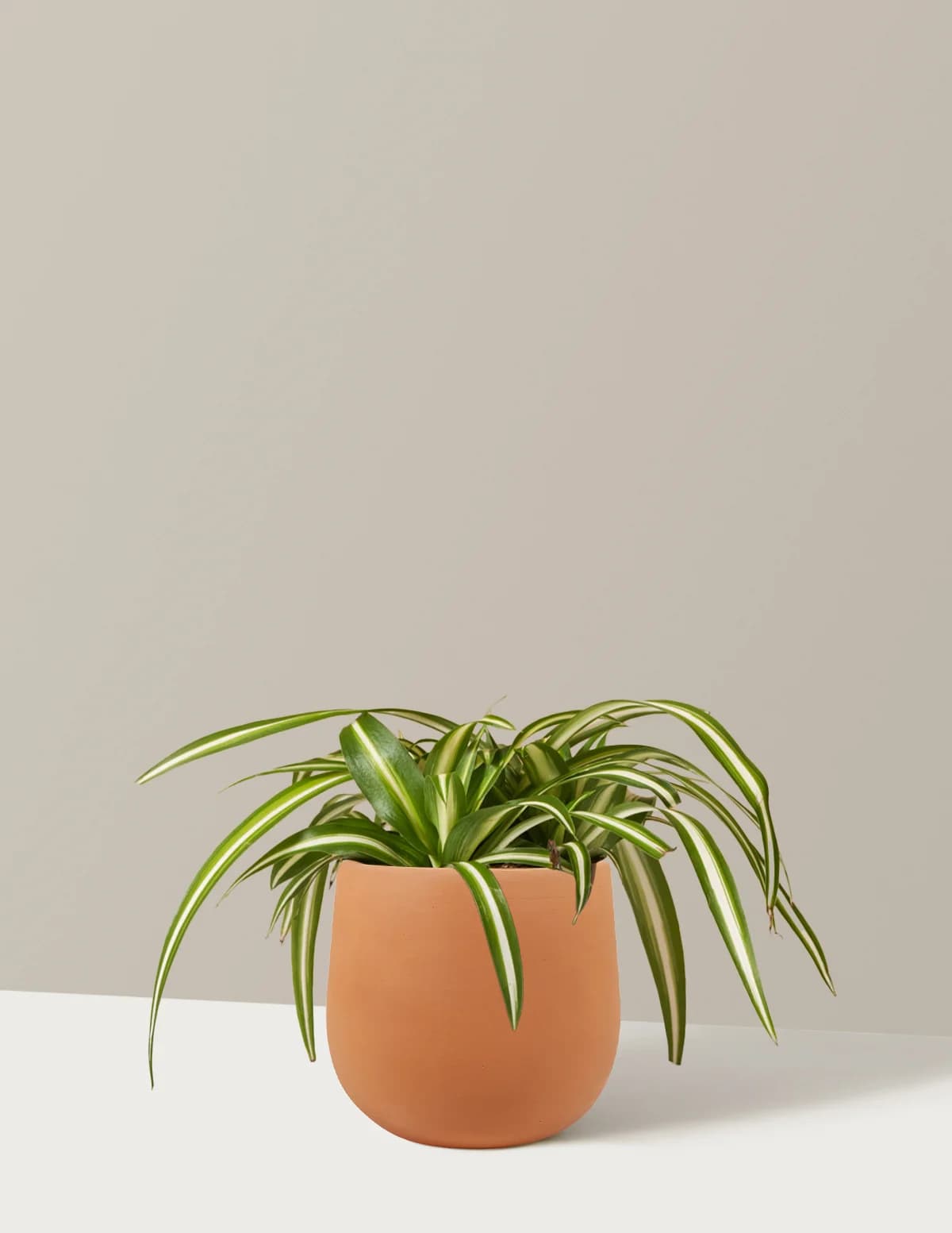 Spider Plant Variegated by The Sill
