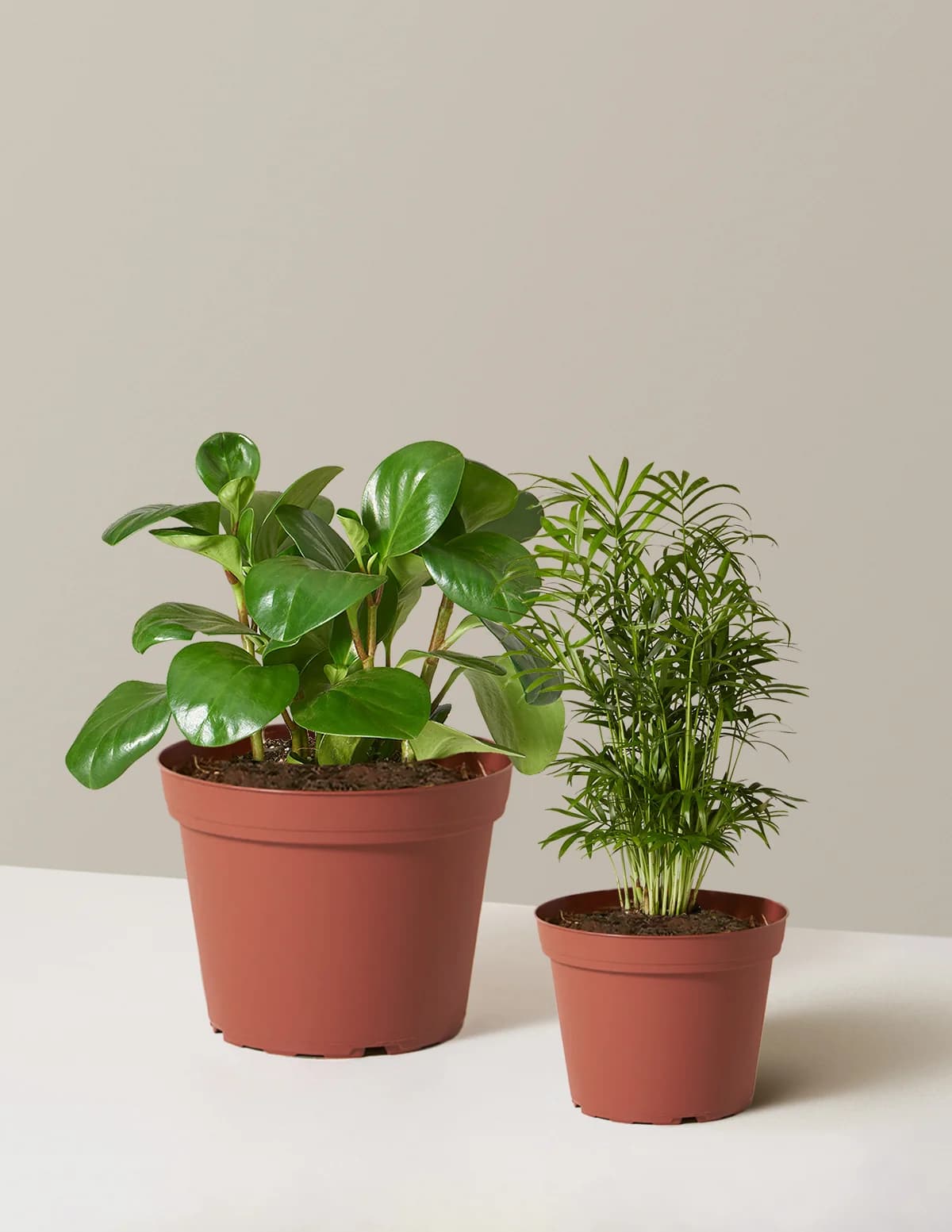 The Pet-Friendly Duo by The Sill